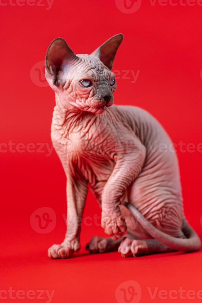 ritratto di femmina sphynx senza peli gatto seduta con davanti zampa sollevato, diffidente Guarda su rosso sfondo foto