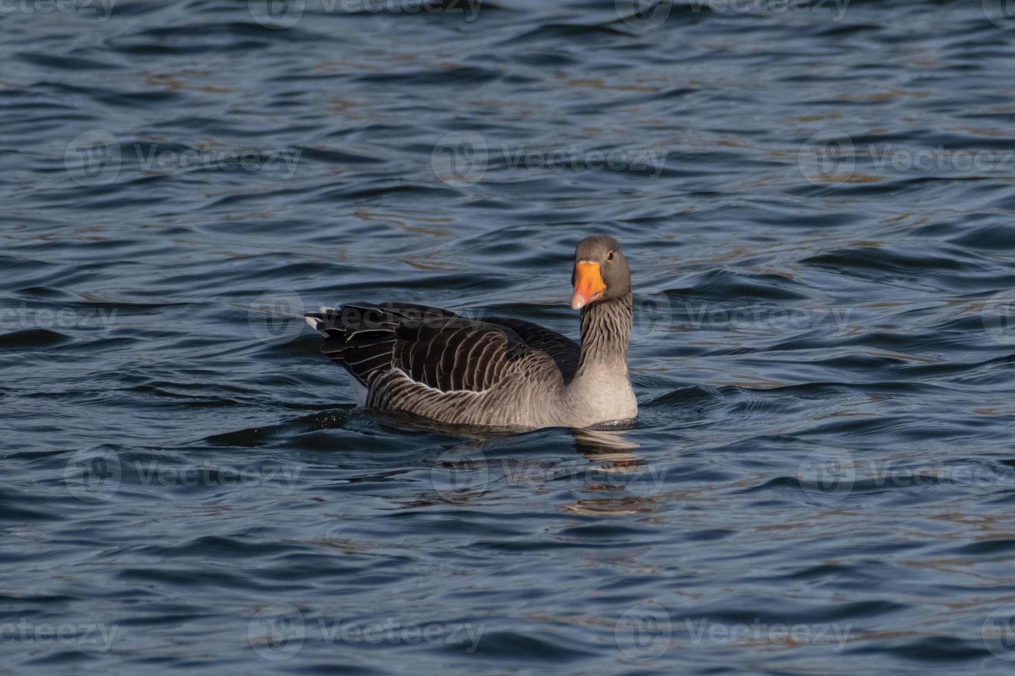 greylag Oca prende un' curioso Guarda nel il direzione di il telecamera foto