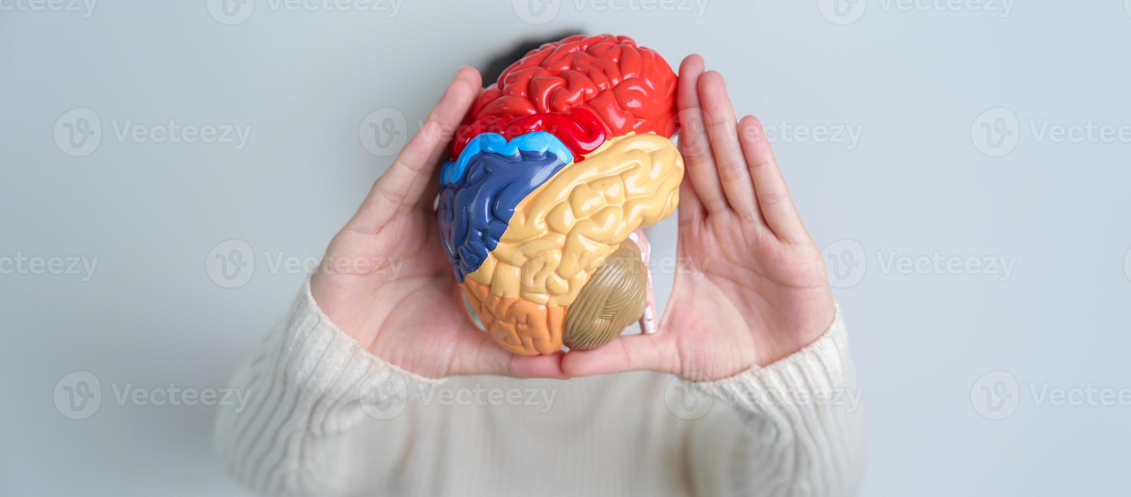 donna Tenere umano cervello modello. mondo cervello tumore giorno, cervello ictus, demenza, alzheimer, morbo di Parkinson e mondo mentale Salute concetto foto