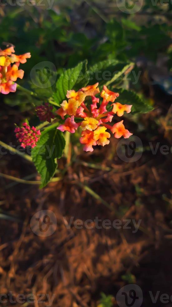 lantana è un' pianta nativo per Indonesia. queste impianti siamo ampiamente piantato di il Comunità come fiore impianti, tutti e due fiori nel il cortile e nel parchi, molti di quale crescere selvaggio. foto