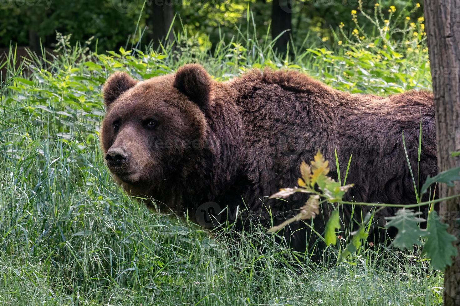 Marrone orso nel il foresta. kamchatka orso, ursus arctos beringianus foto