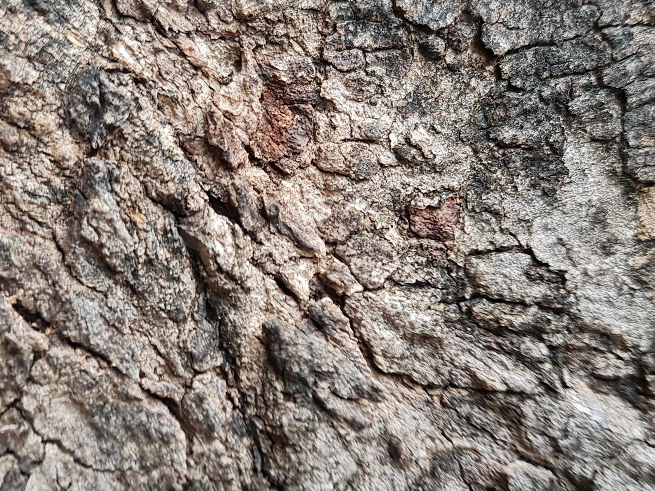 struttura di il albero. albero abbaiare naturale struttura sfondo foto