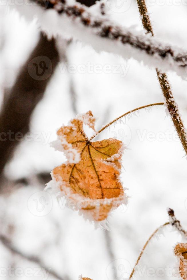 inverno le foglie coperto con neve e brina foto