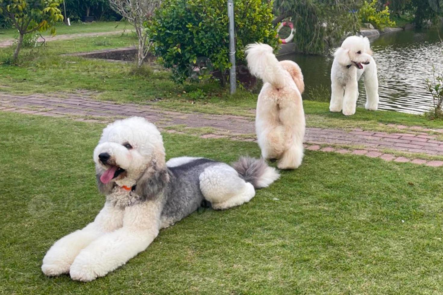 3 giovane cani grigio e biondo giocando insieme nel il parco. Là siamo grande barboncino reale cane. cane razza grande barboncino foto