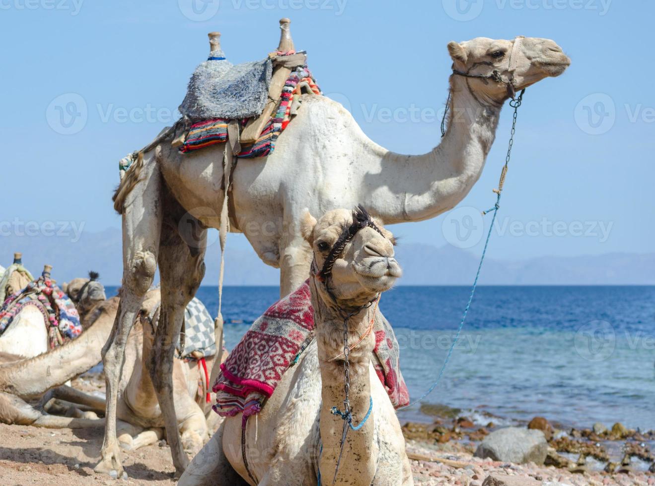 due cammelli in spiaggia foto