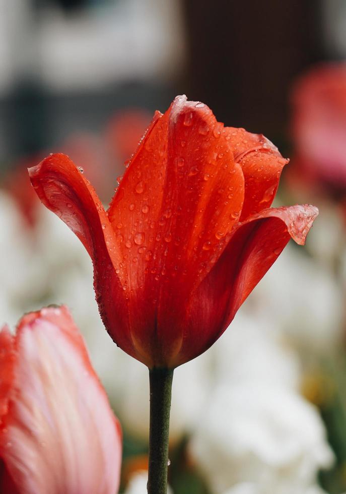 gocce sui fiori di tulipano rosso nella stagione primaverile foto