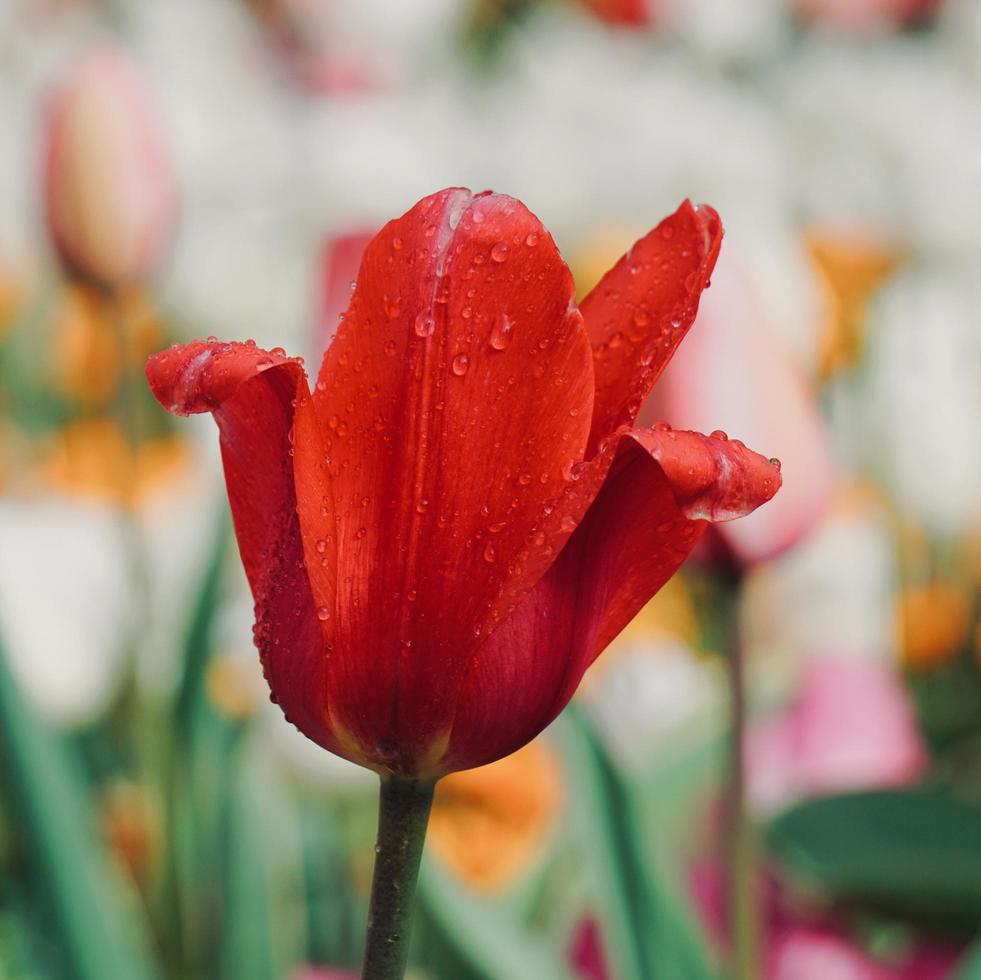 gocce sui fiori di tulipano rosso nella stagione primaverile foto