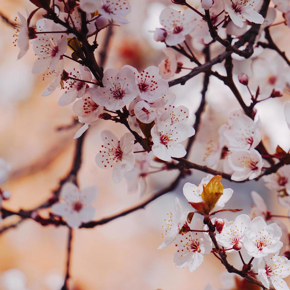 bellissimo fiore di ciliegio nella stagione primaverile foto