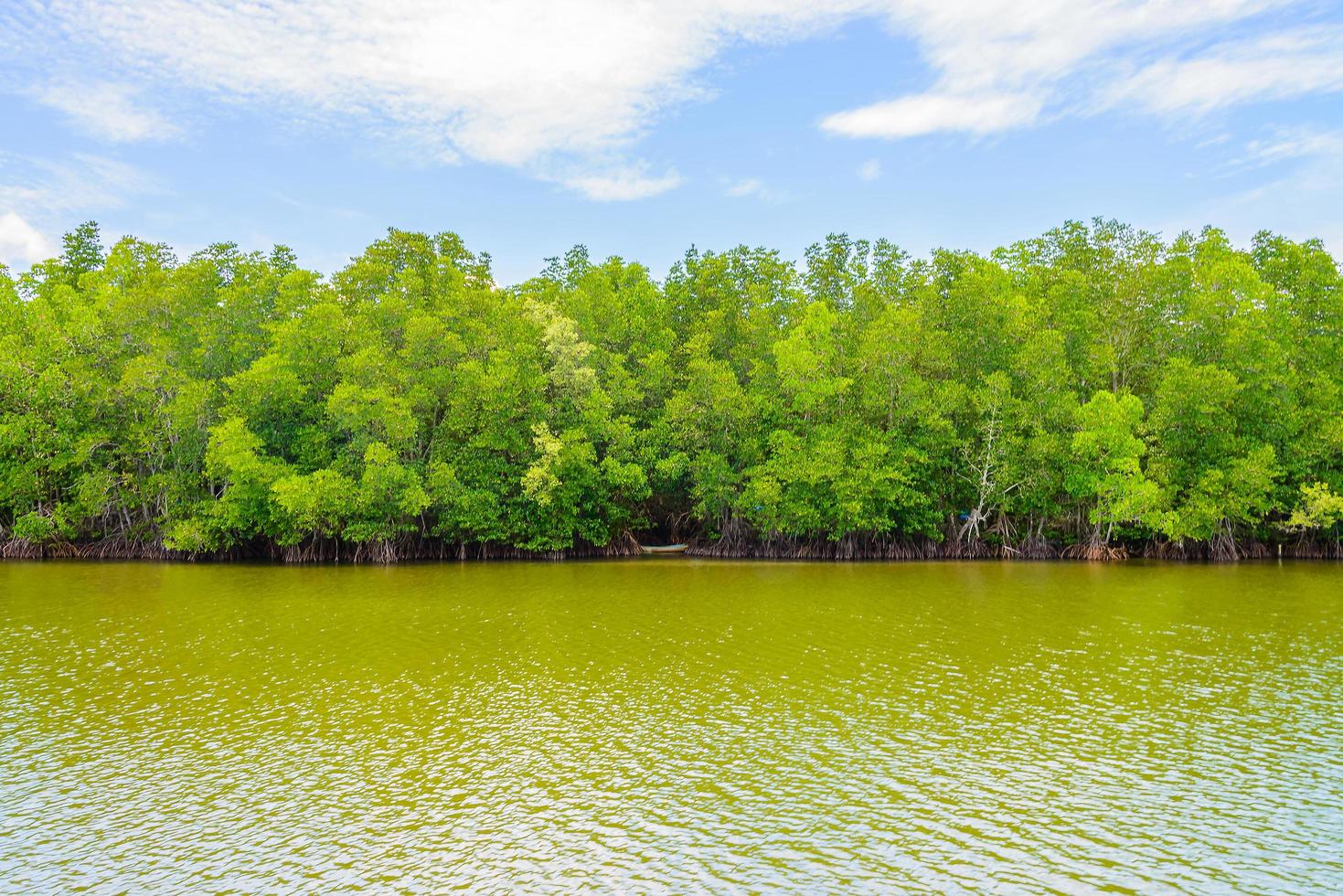 bellissimo paesaggio della foresta di mangrovie in thailandia foto