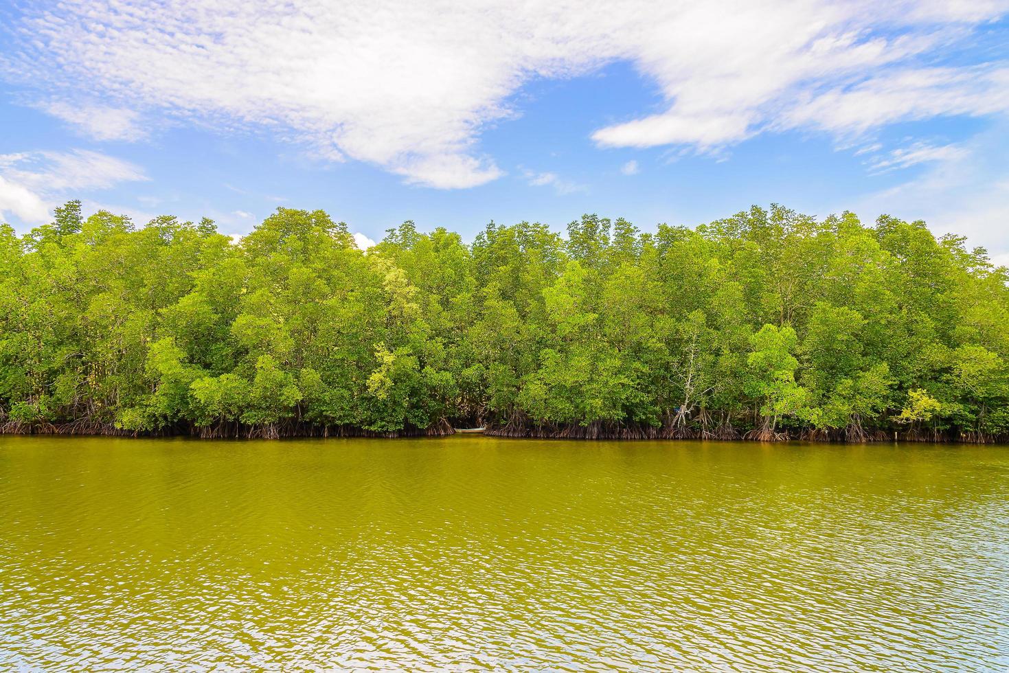 bellissimo paesaggio della foresta di mangrovie in thailandia foto