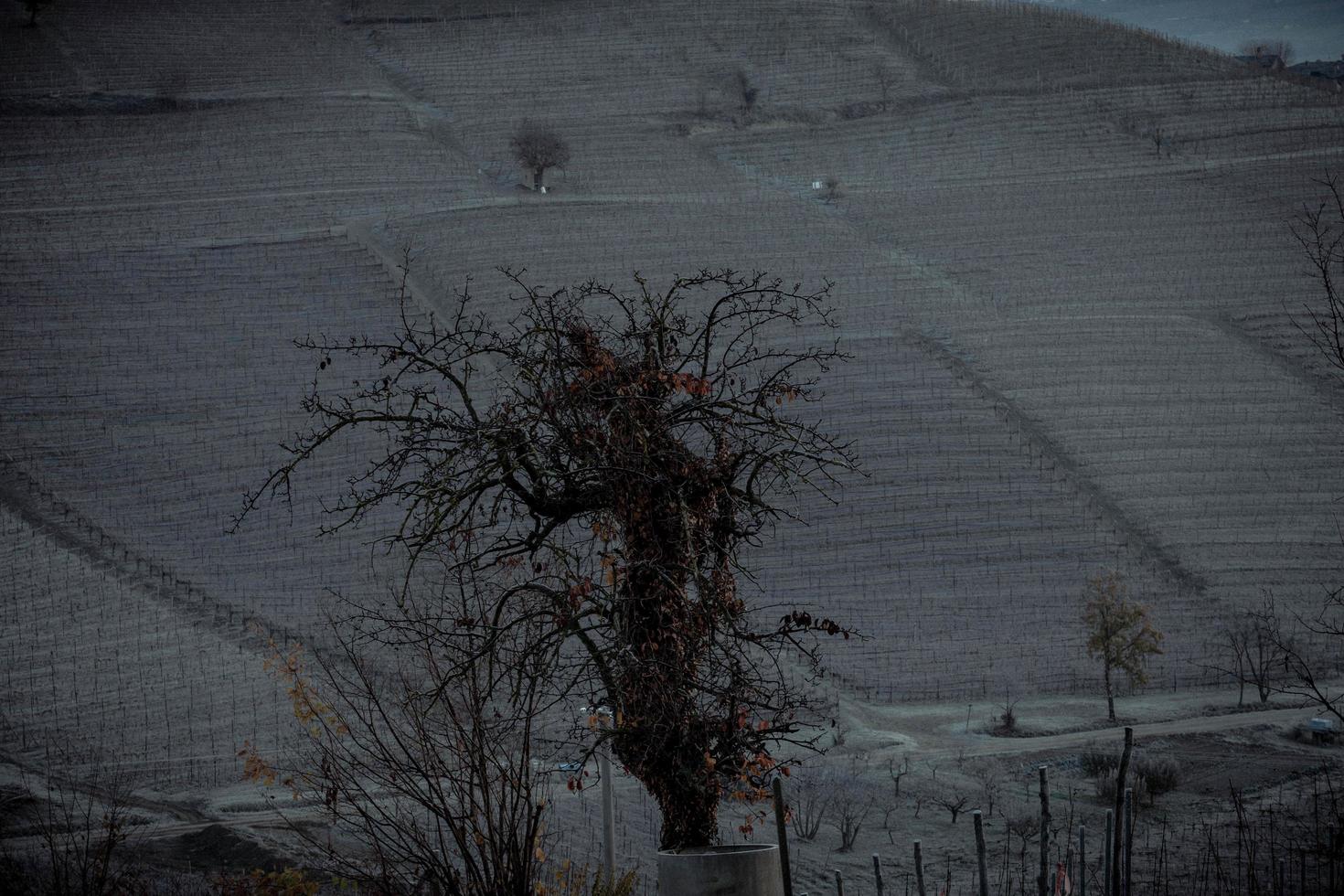 inverno paesaggi con asciutto e spoglio alberi nel il Piemonte langhe vigneti coperto con neve foto