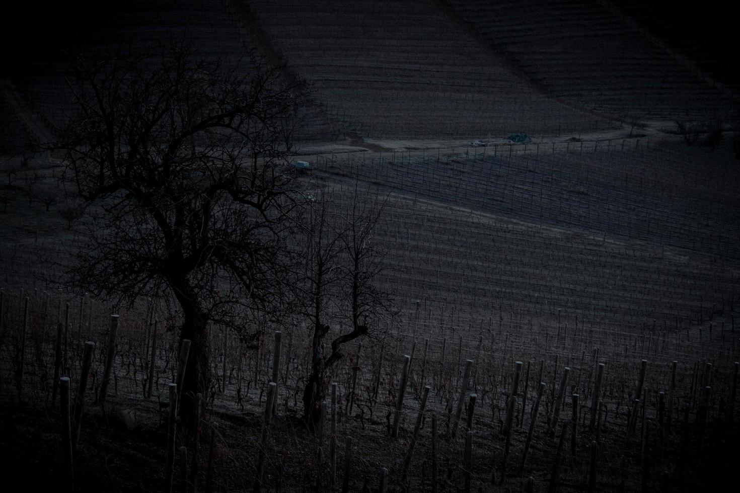 inverno paesaggi con asciutto e spoglio alberi nel il Piemonte langhe vigneti coperto con neve foto