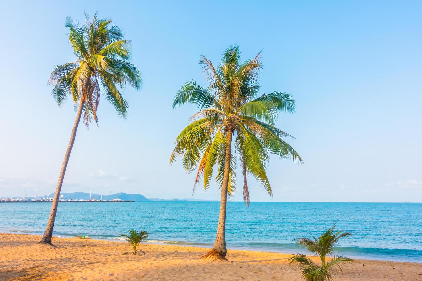 albero di cocco sulla spiaggia foto