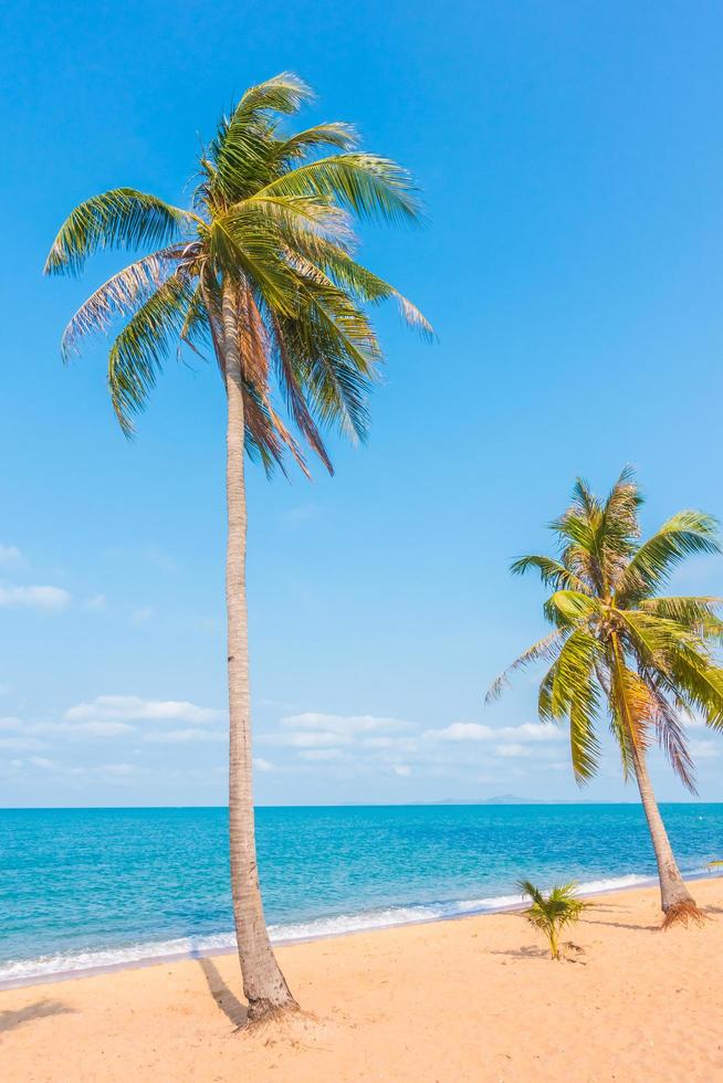 albero di cocco sulla spiaggia foto