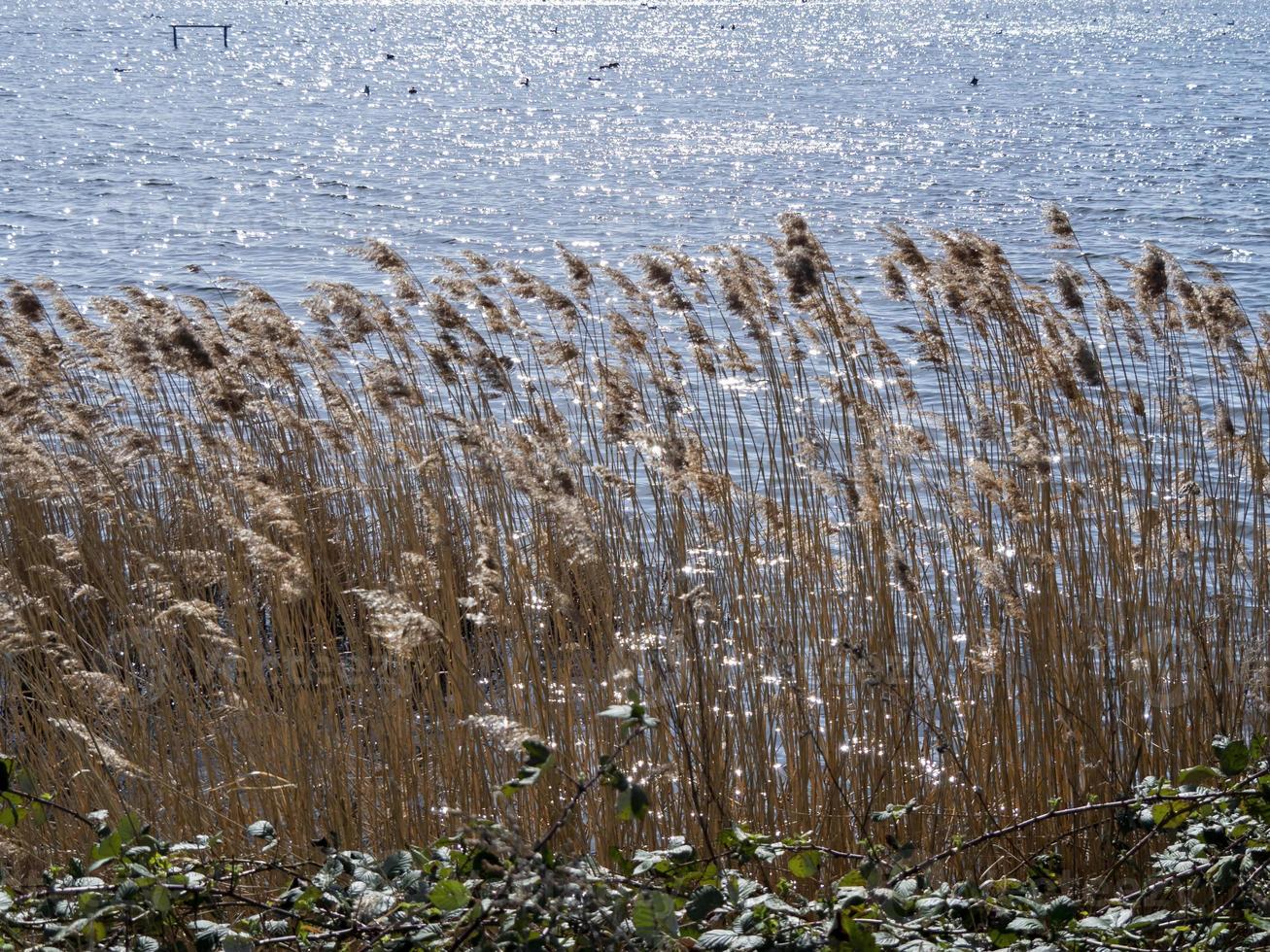 canne accanto un' lago con scintillante luce del sole foto