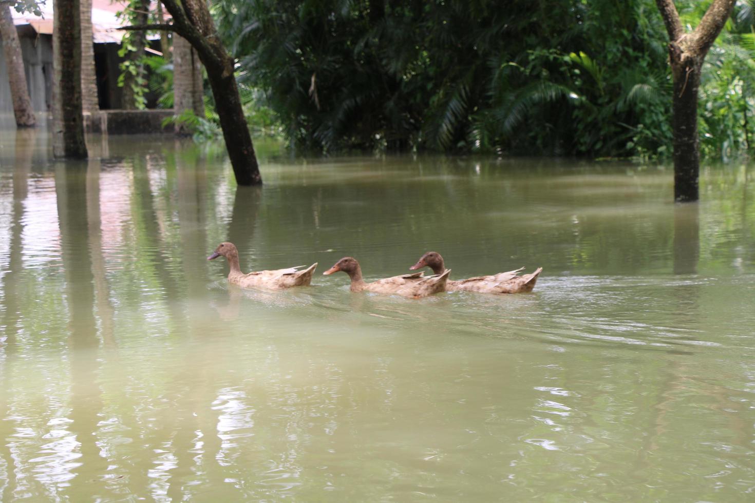 il rurale le zone di bangladesh guardato molto bellissimo durante il inondazioni foto