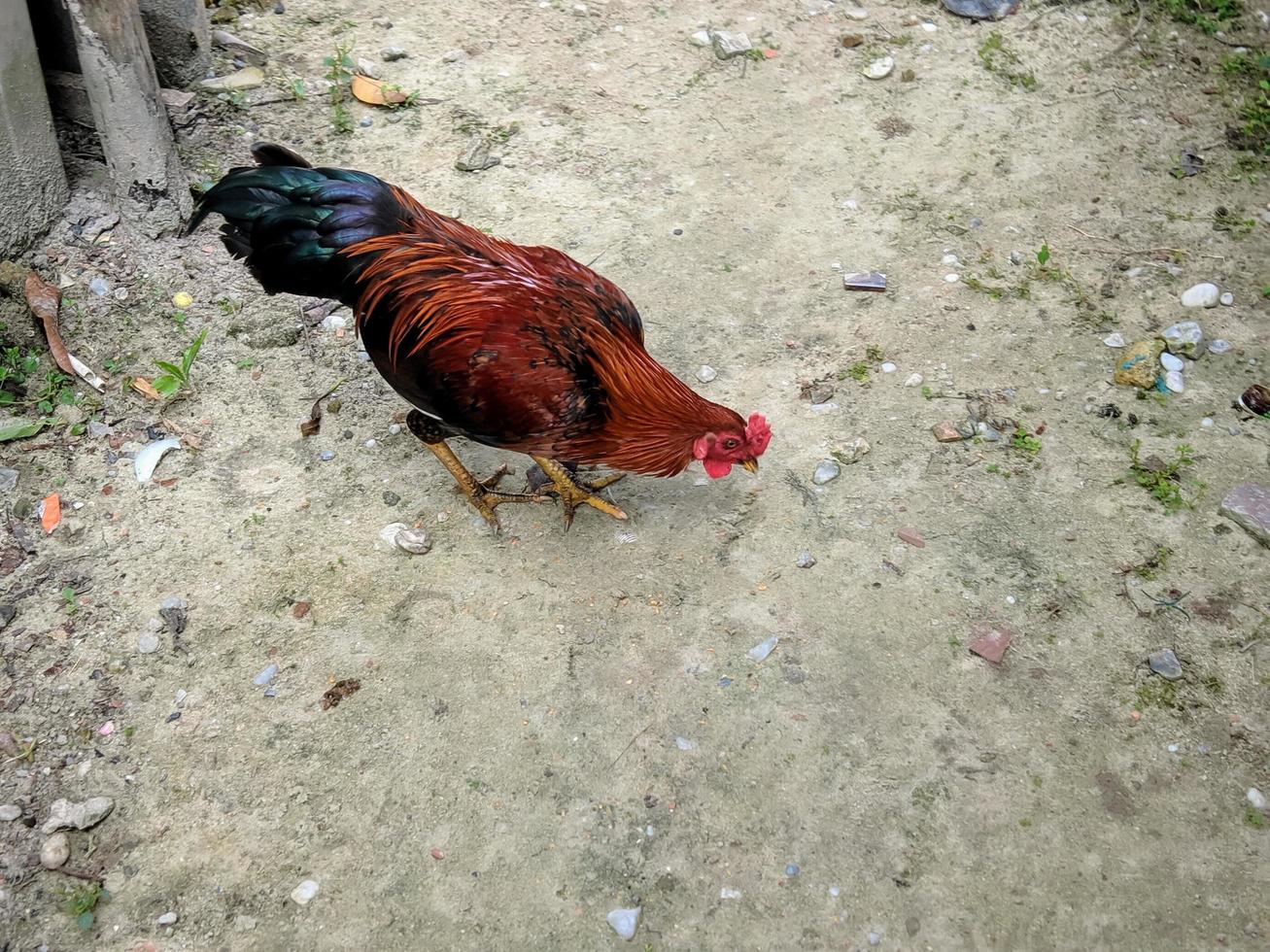 un' Gallo foraggiamento nel il sabbia foto