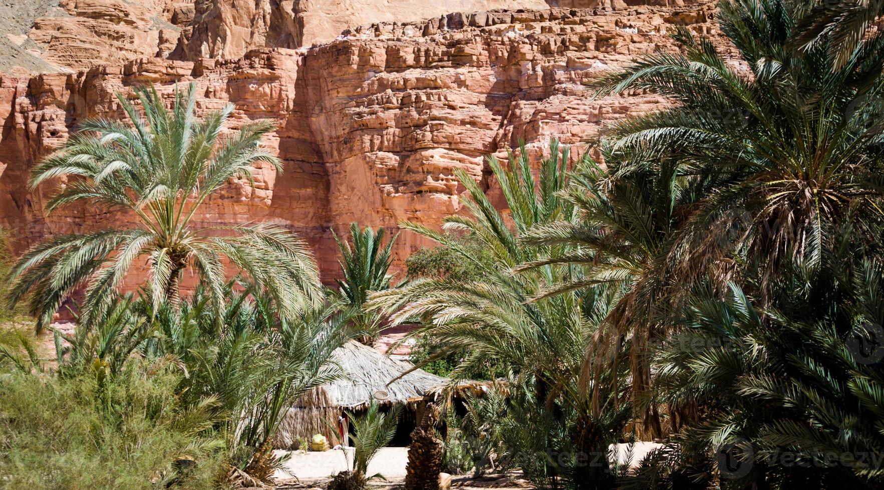 beduino nel deserto tra le piante foto