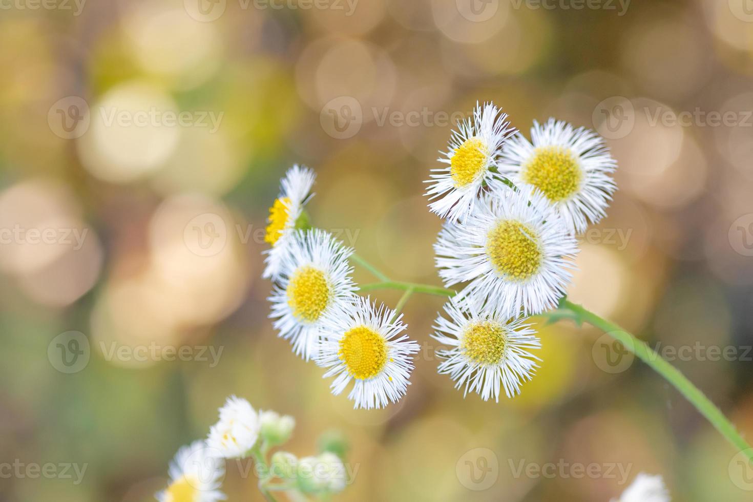 il piccolo bianca fiori di margherita fleabane nel un' primavera giardino. foto