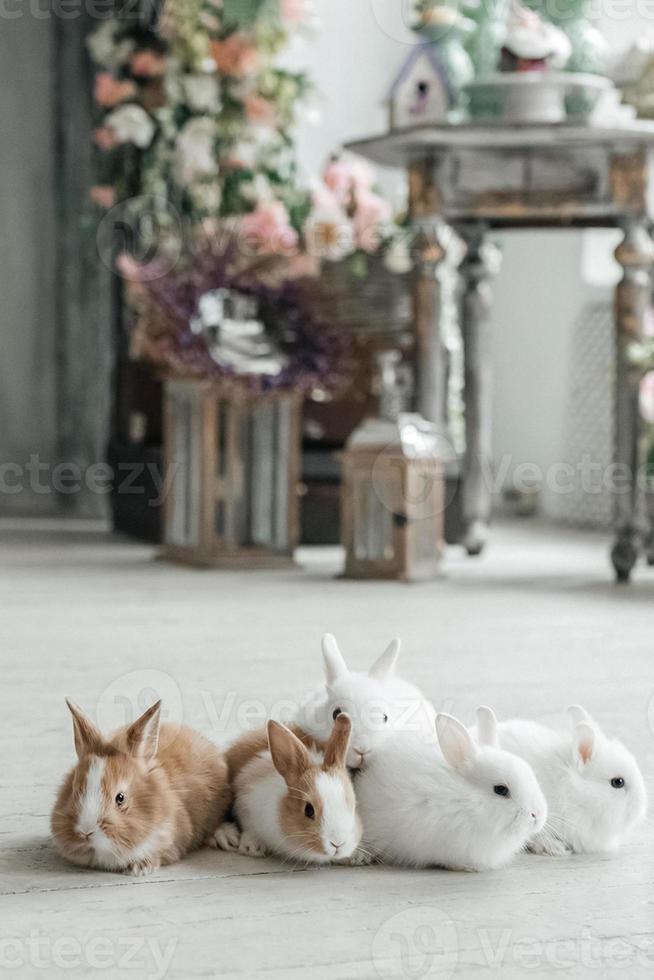 un' gruppo di carino Pasqua coniglietto conigli su il vivente camera pavimento. bellissimo carino animali domestici. foto