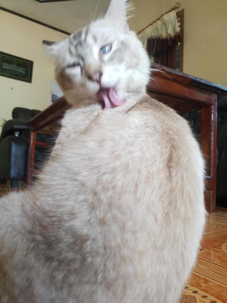 salutare e carino grigio gatto foto