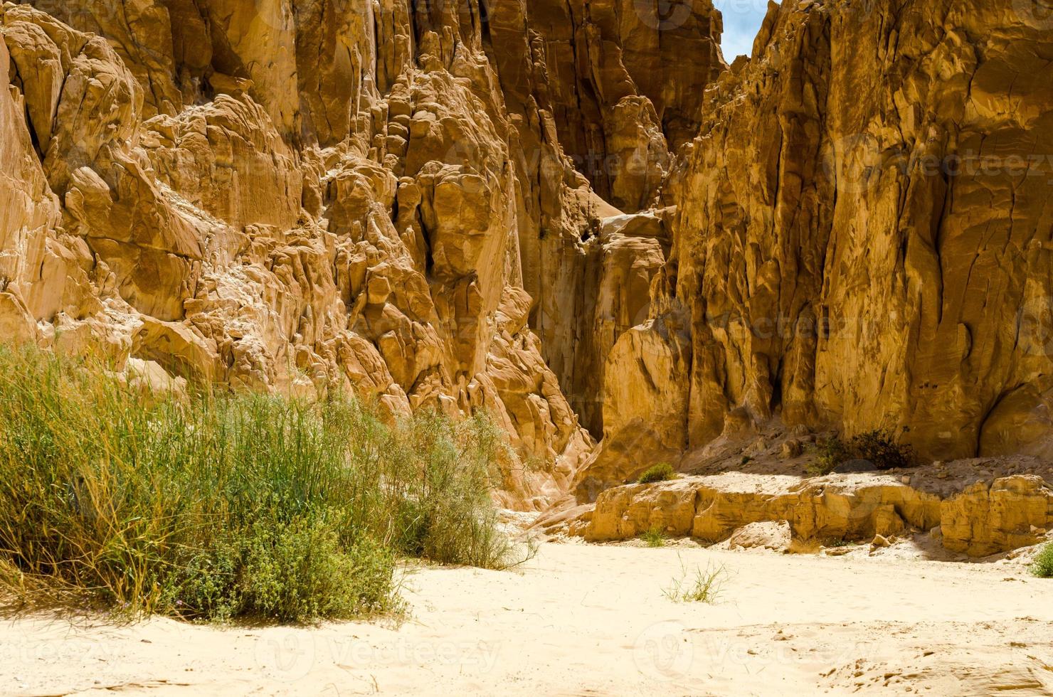 arbusti in un canyon nel deserto foto