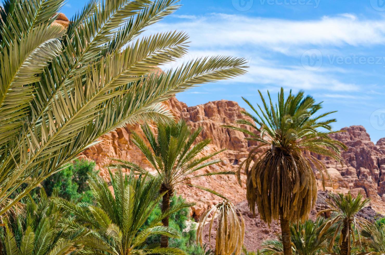 oasi in un deserto foto