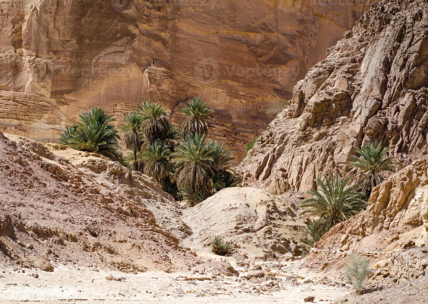 palme e rocce foto