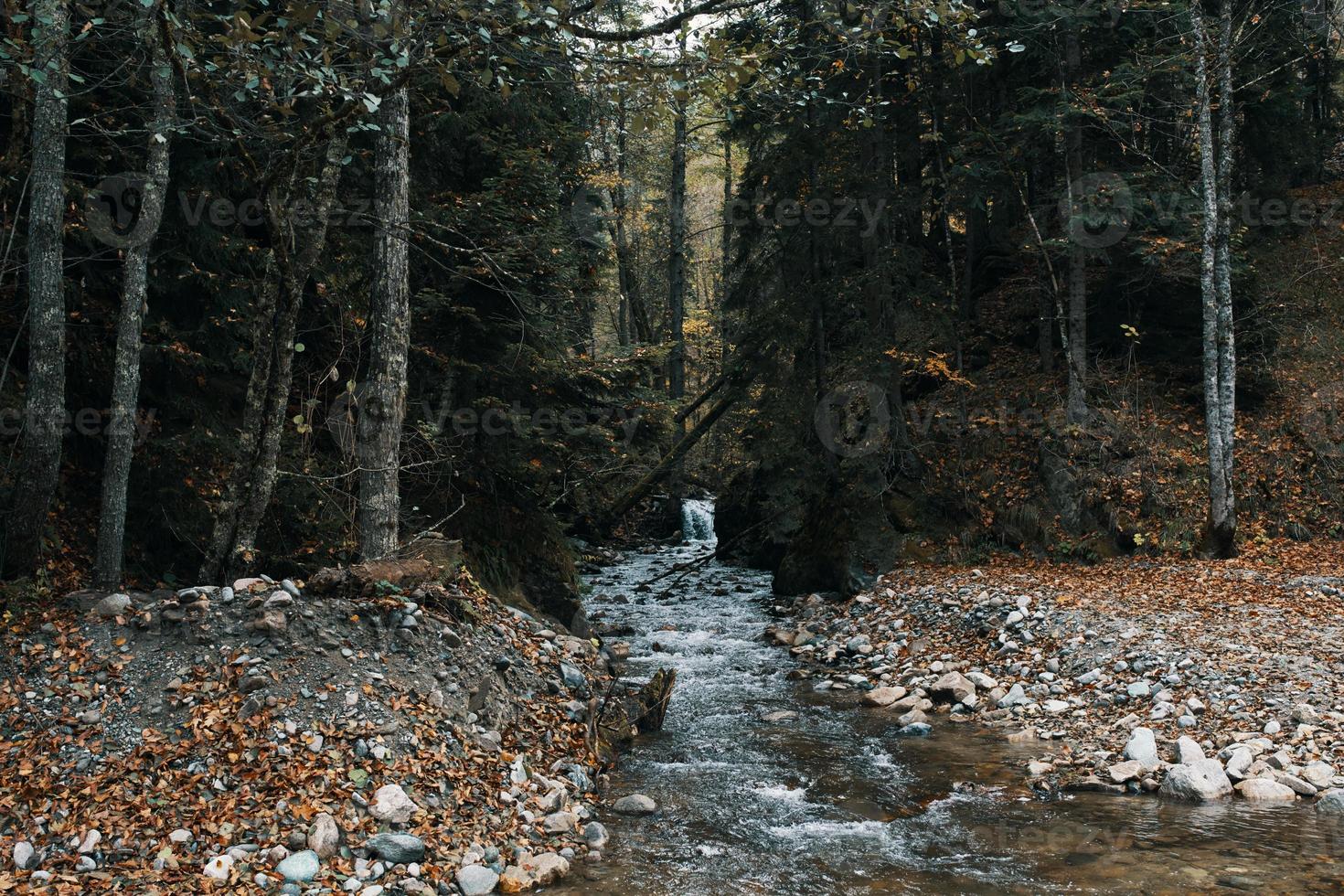 autunno foresta natura montagne fiume fresco aria viaggio turismo foto