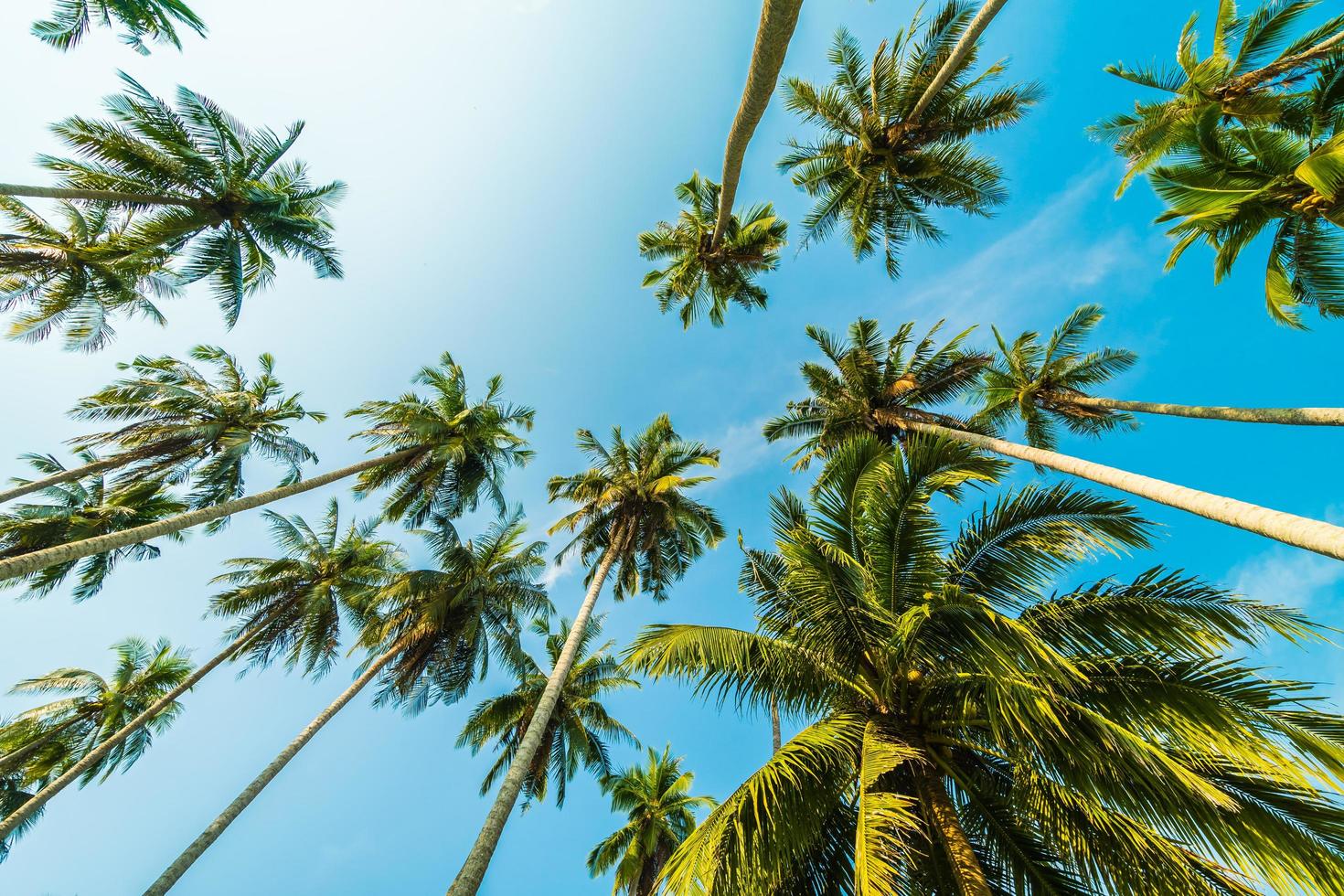 bella palma da cocco sul cielo blu foto