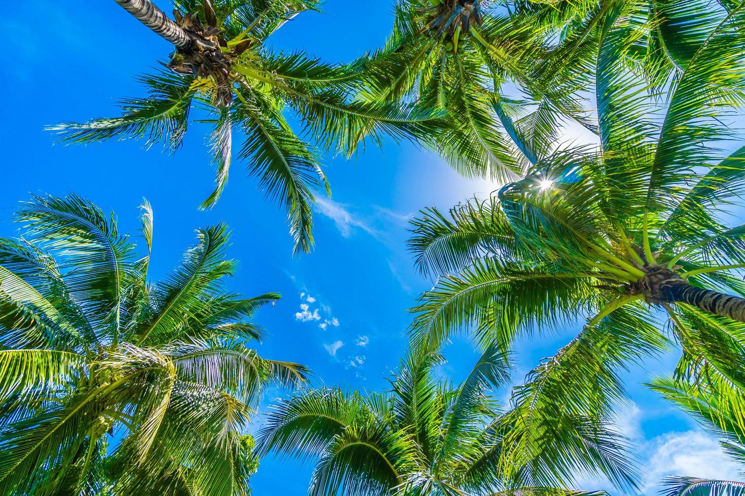 palma da cocco sul cielo blu foto