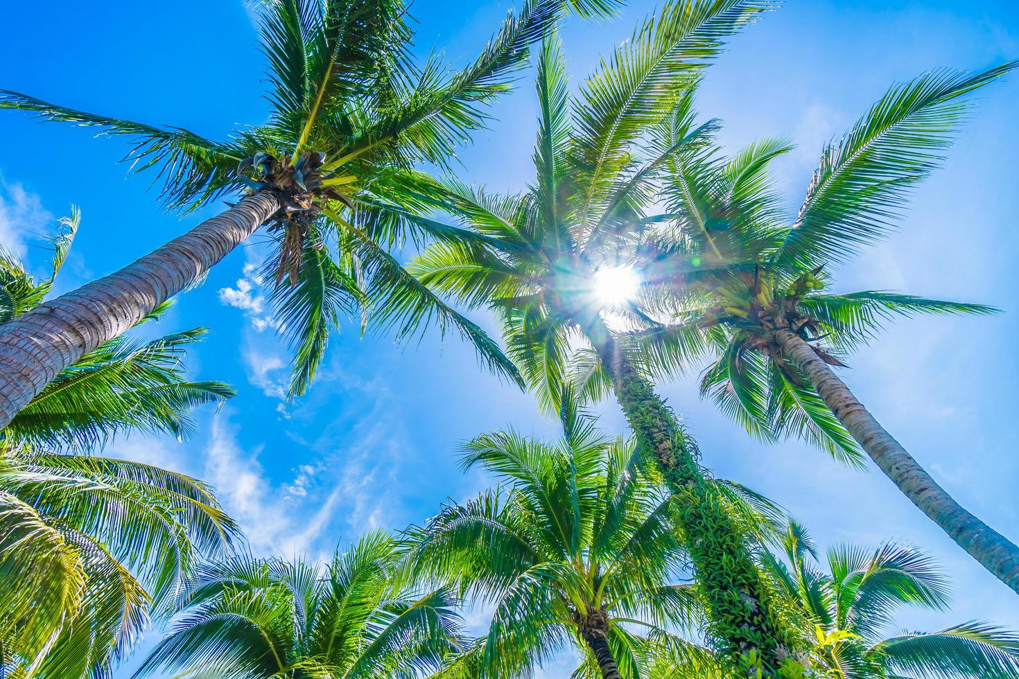 palma da cocco sul cielo blu foto