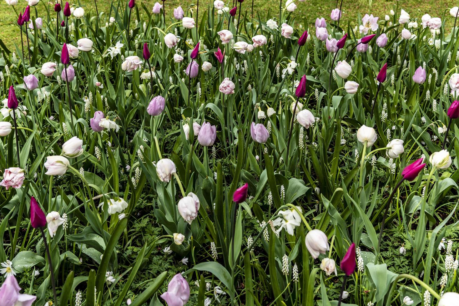 tulipani rosa e bianchi in giardino foto