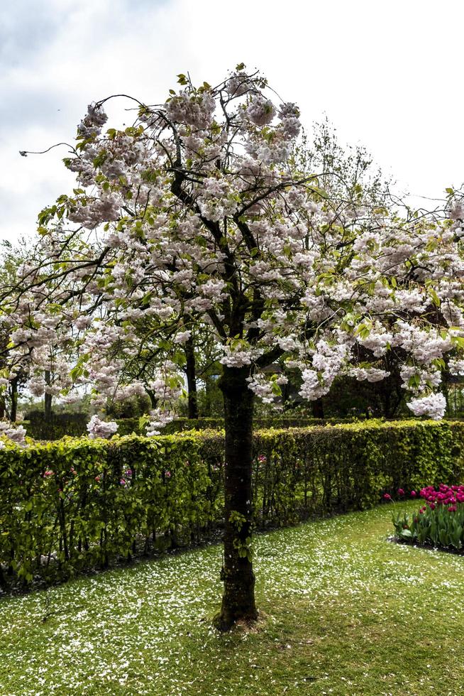 fiore di ciliegio giapponese albero in fiore foto