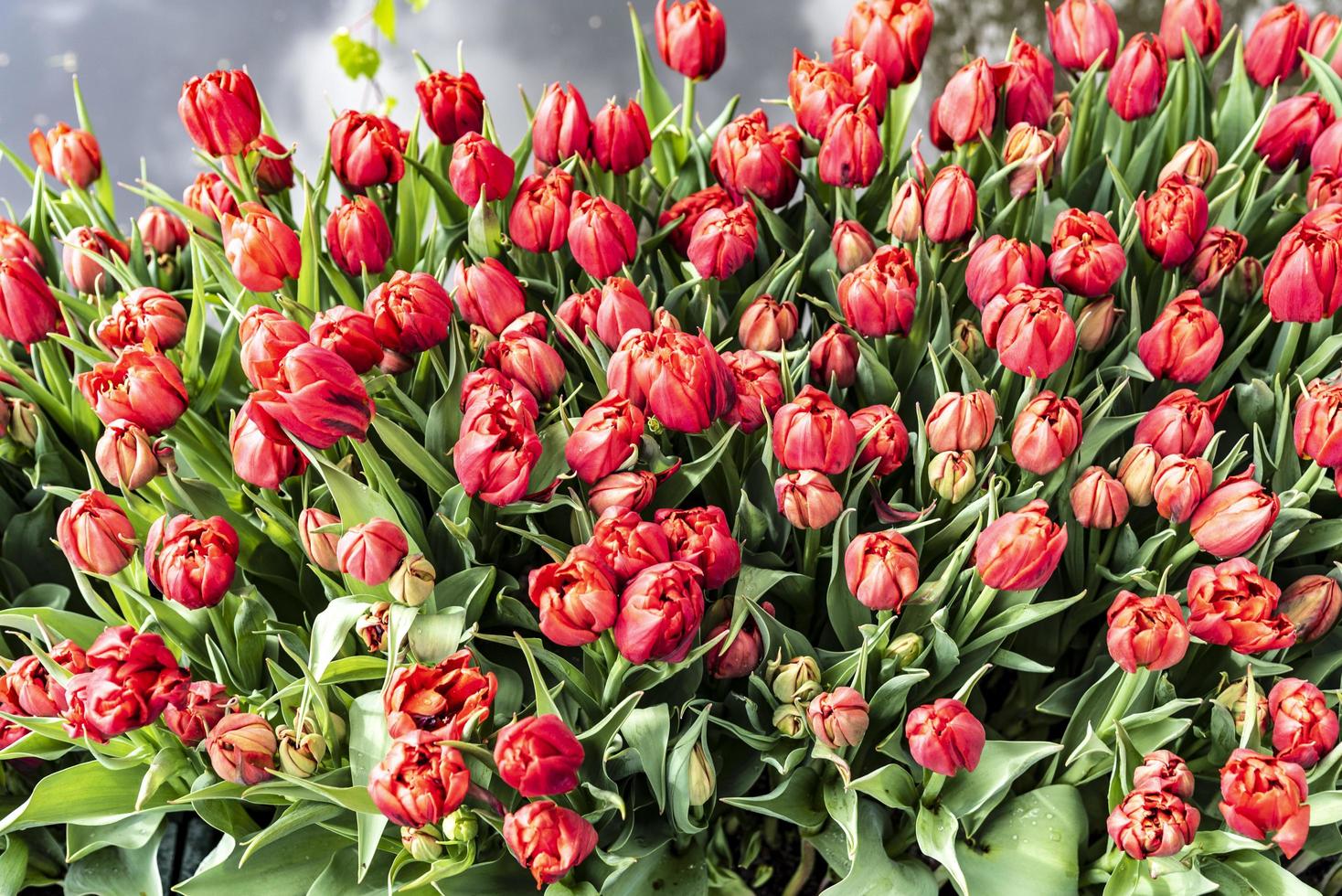 tulipani rossi che si aprono per la primavera foto