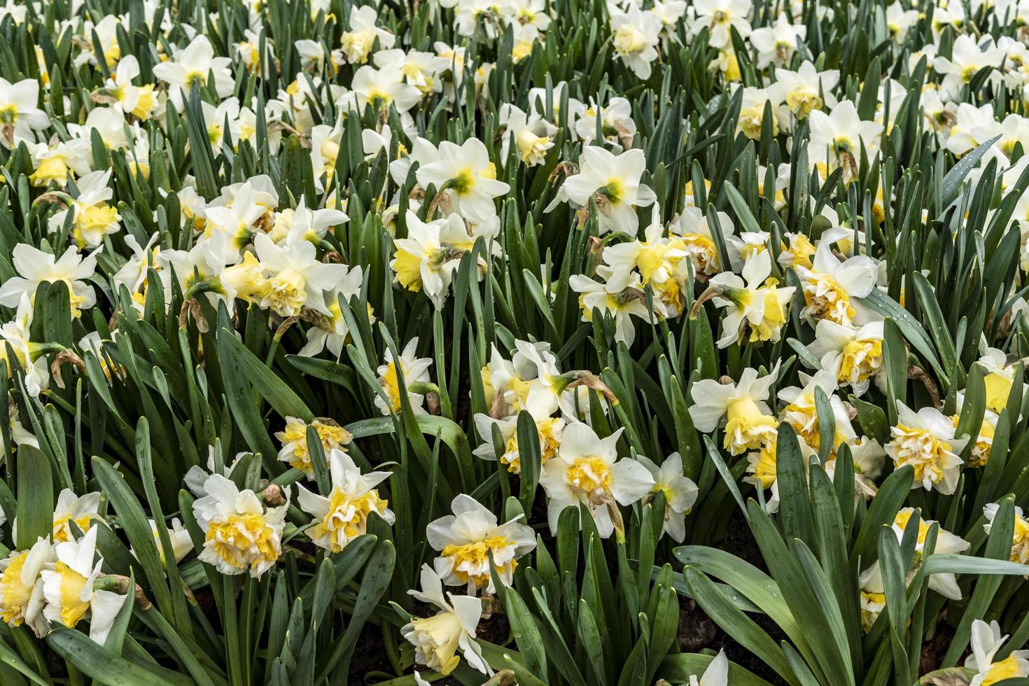 iris bianchi e gialli in fiore foto