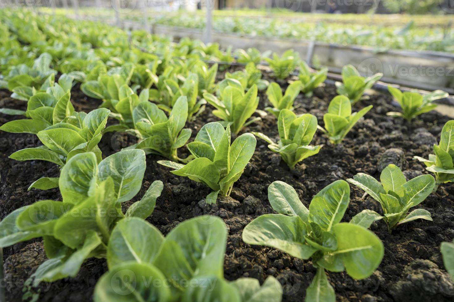 biologico verdura giardino in crescita verdure naturalmente senza dannoso sostanze chimiche e pesticidi foto