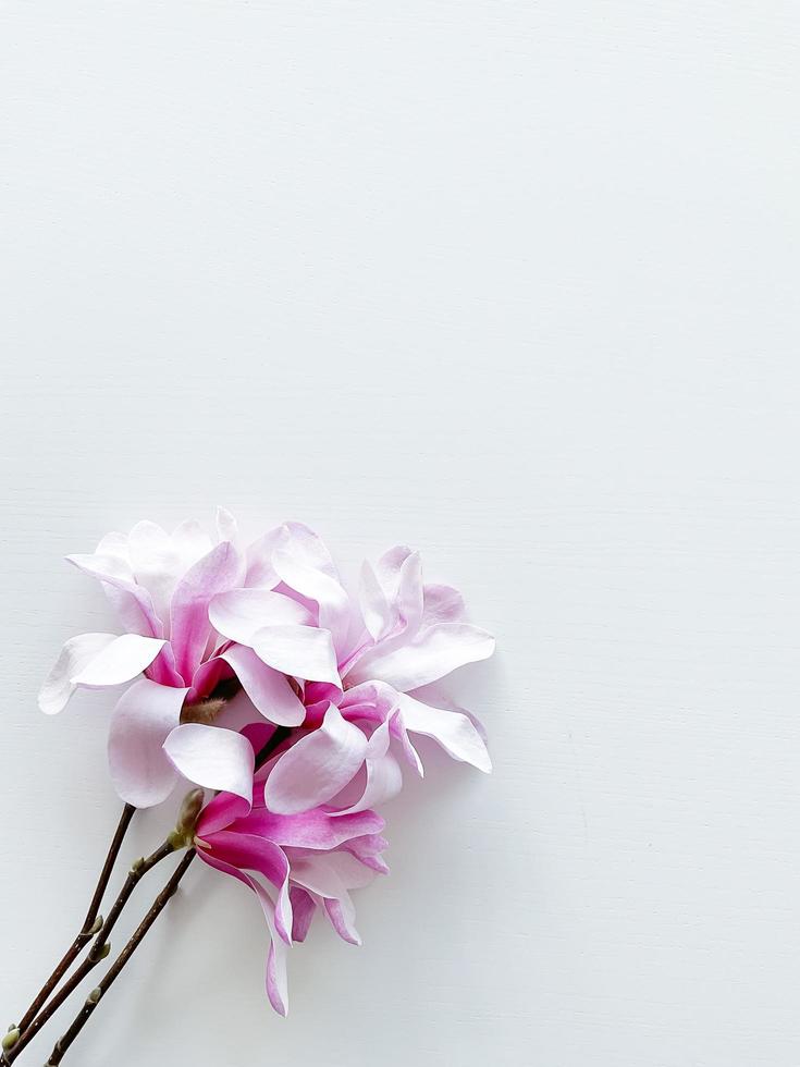 avvicinamento foto di rosa magnolia fiori, isolato