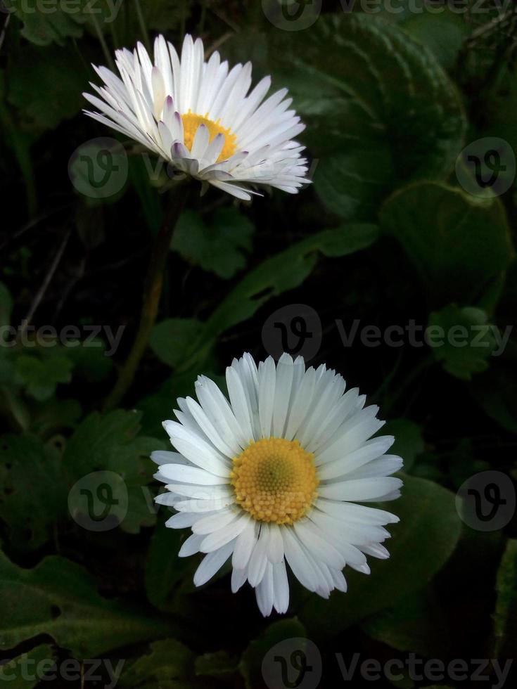 Comune margherita bianca fiore pianta foto