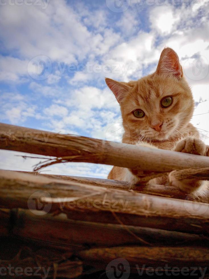 carino albicocca gatto nel il sole foto