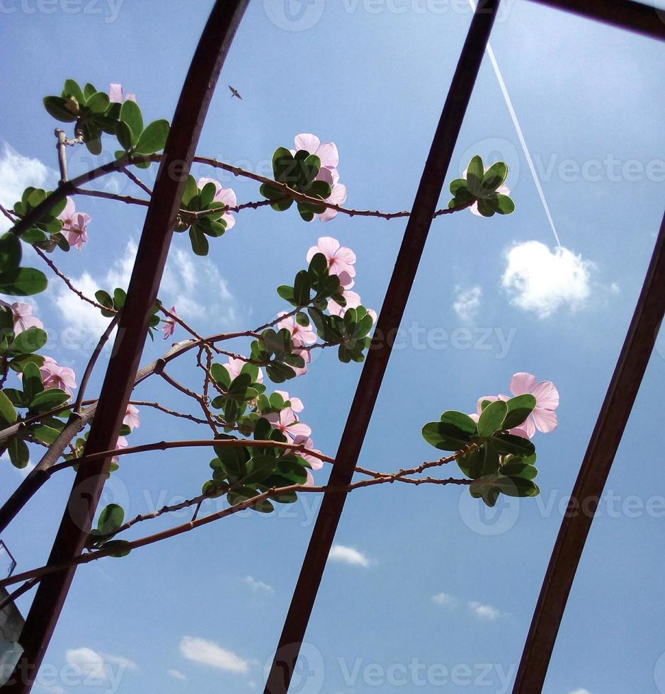 fiori nel il finestra su un' soleggiato giorno foto