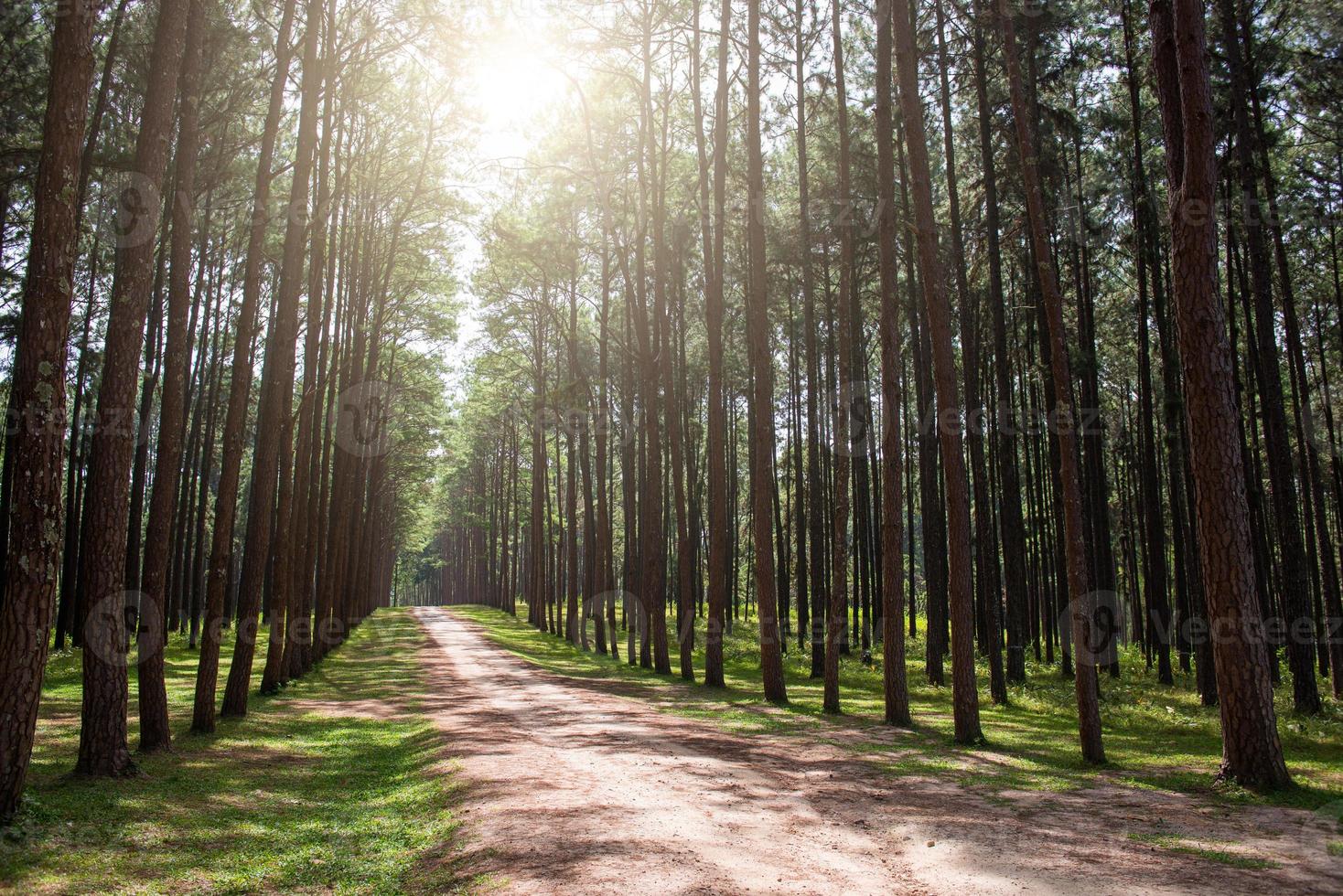 foresta di pini foto