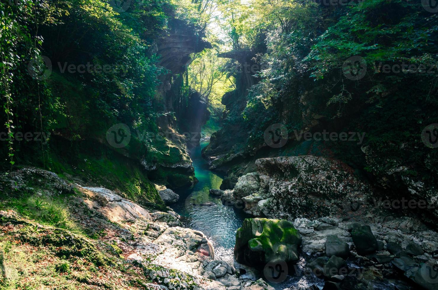 ruscello in una foresta verde foto