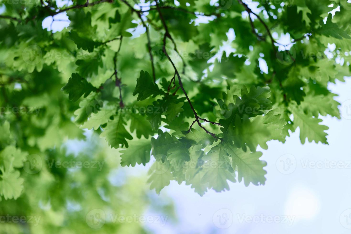 il verde le foglie di il quercia albero avvicinamento contro il cielo nel il luce del sole nel il foresta foto