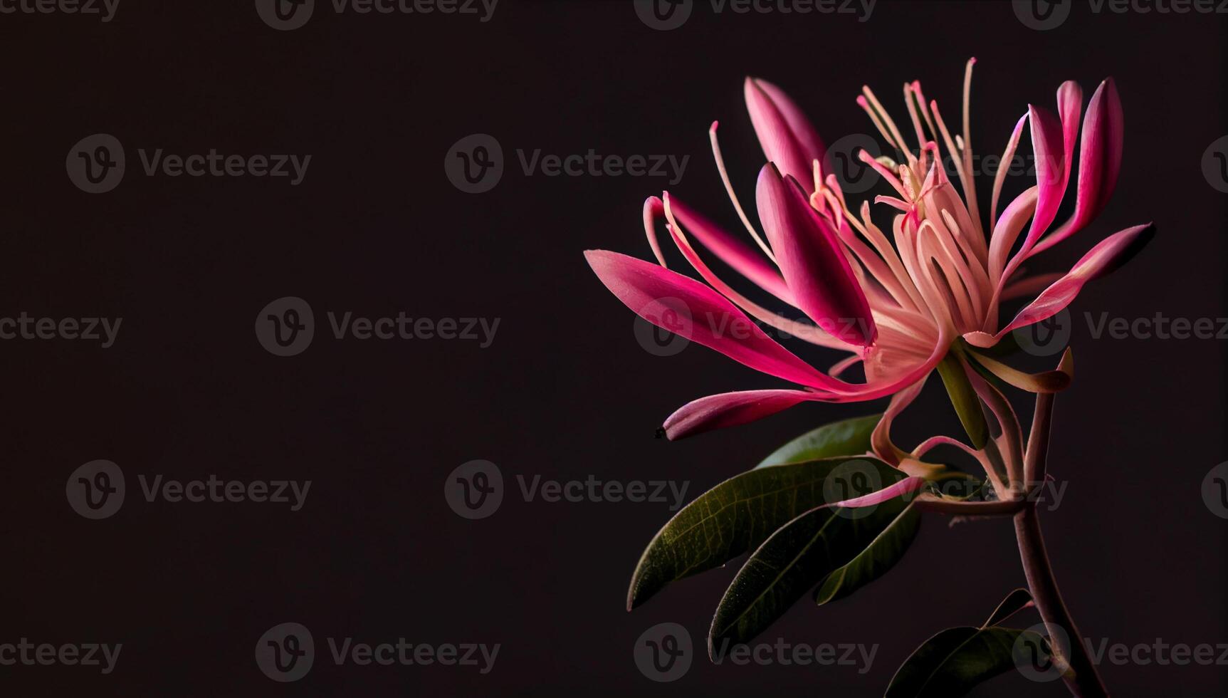 buio rosa caprifoglio fiore nel nero sfondo ai generato foto