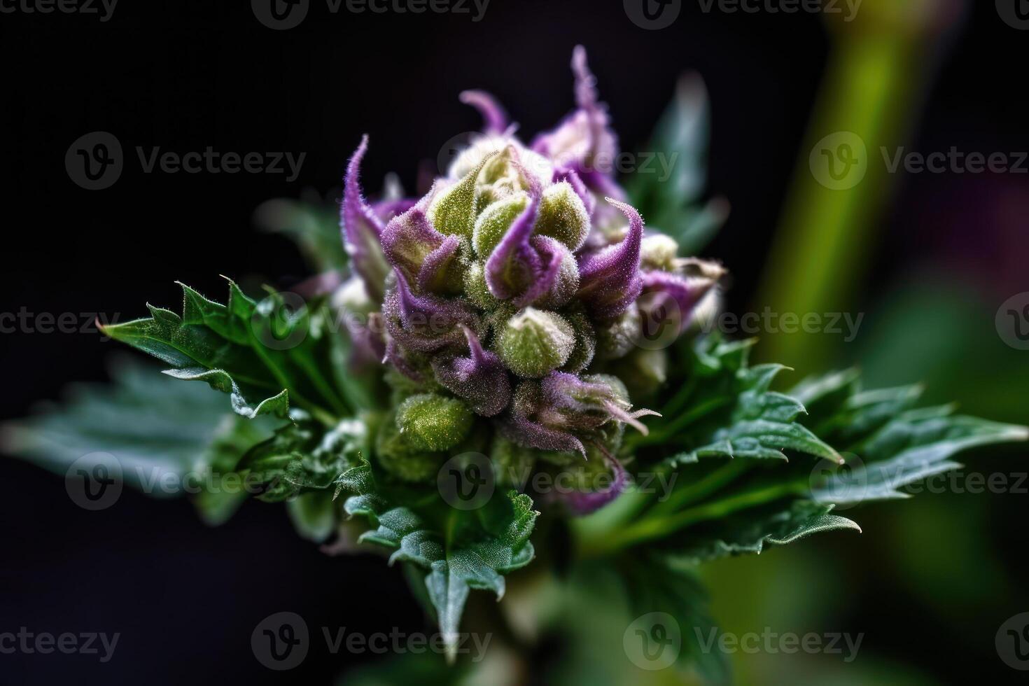 fioritura pianta viola canapa germoglio generativo ai foto