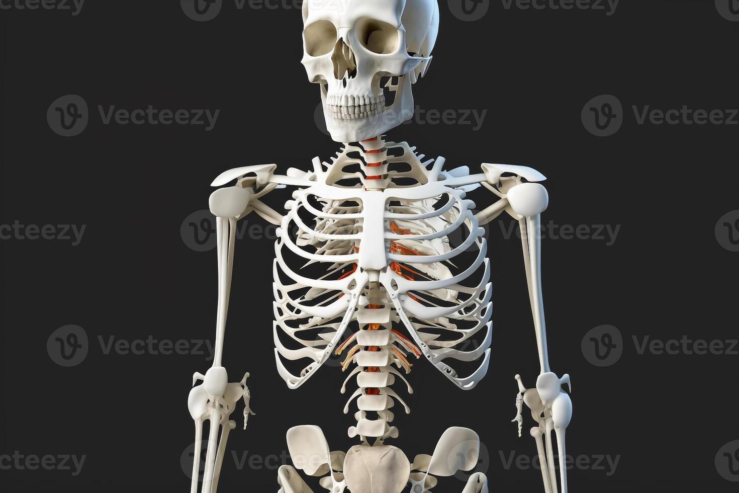 bianca umano anatomico scheletro generativo ai foto