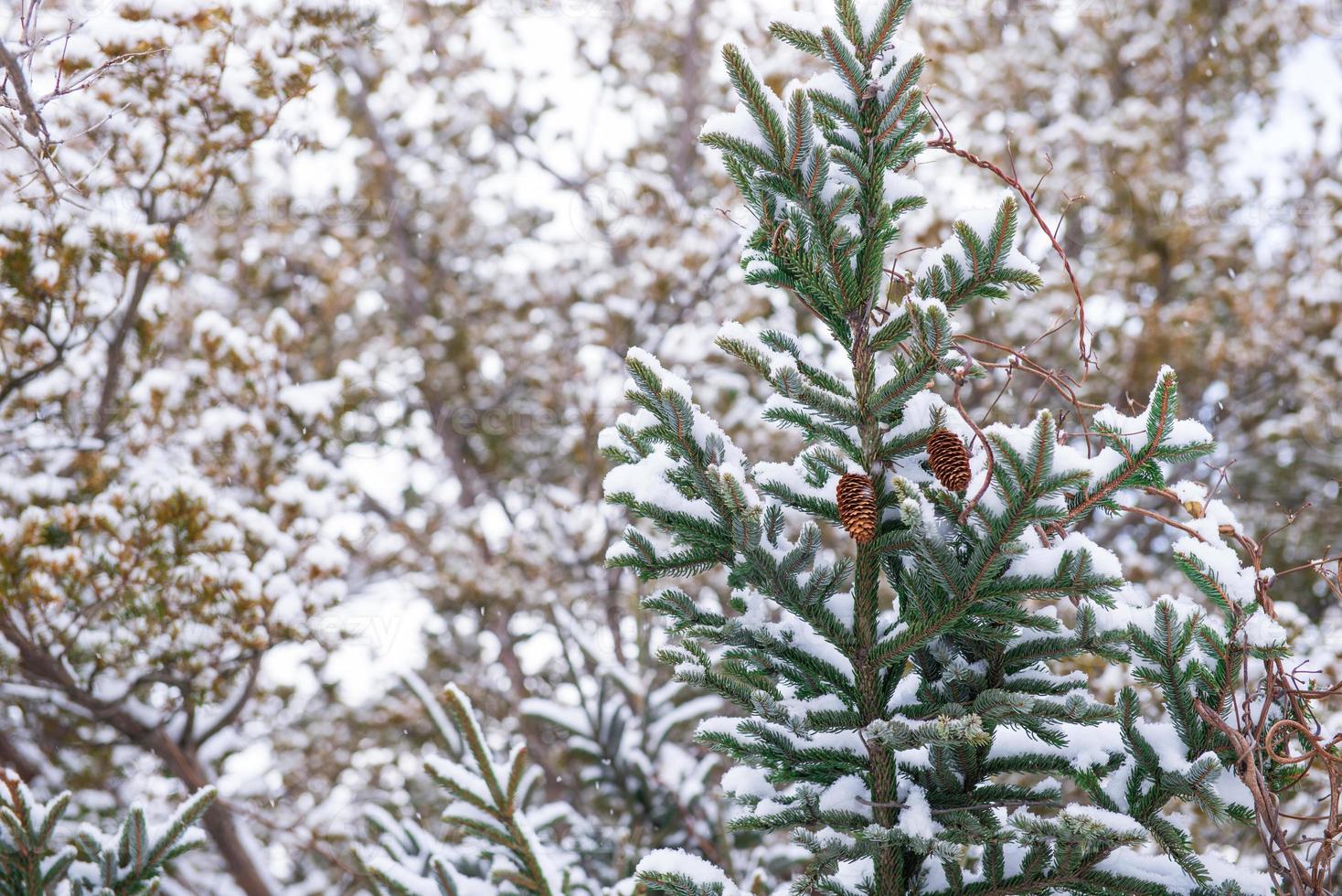 pino albero coperto con neve foto