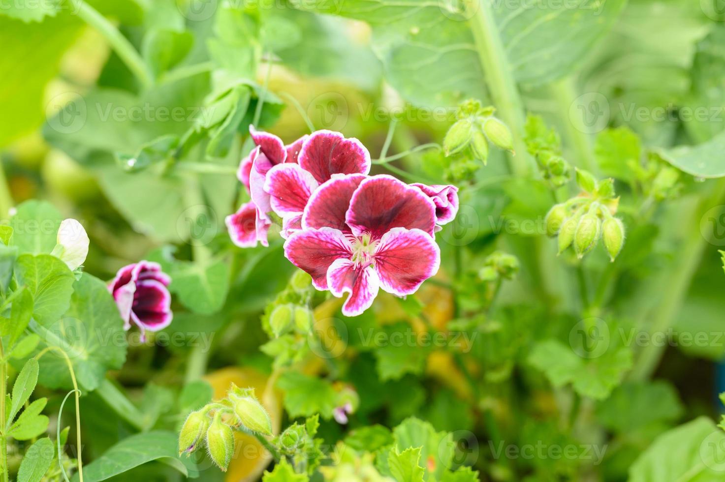 fiori di pelargonium rosa in piena fioritura nel giardino foto