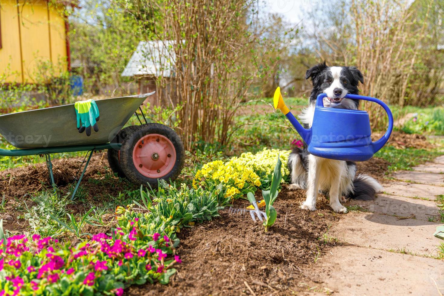 ritratto all'aperto di simpatico cane border collie che tiene annaffiatoio in bocca sullo sfondo del giardino. divertente cucciolo di cane come giardiniere che va a prendere l'annaffiatoio per l'irrigazione. concetto di giardinaggio e agricoltura. foto